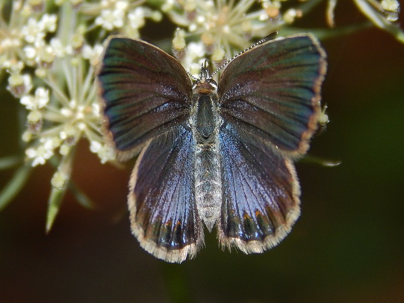 Questo Plebejus  un rebus...